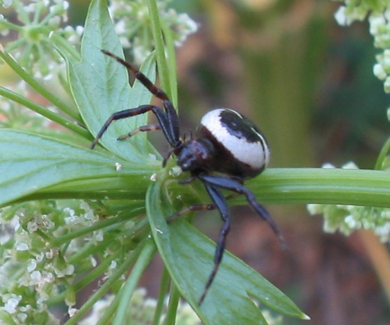 Symena globosum